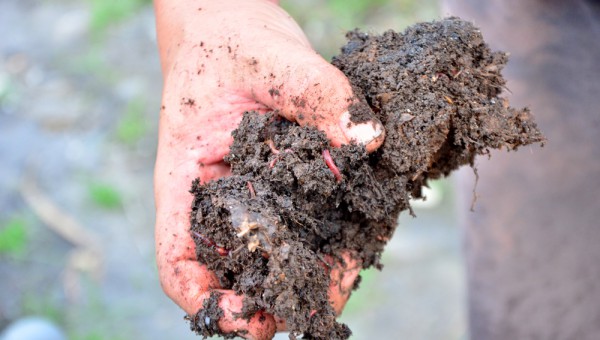 Bỏ lương nghìn đô, trai phố lên rừng nuôi...giun vẫn thành tỷ phú