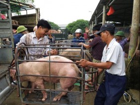 Giá heo hơi hôm nay 20/11: Biên giới 78.000 đ/kg, miền Nam tăng cao