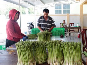 Trồng rau 'vua', nho, táo, dân Ninh Phước thu nhiều tiền hơn