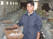 Nuôi con lông trắng như tuyết, mắt đỏ như máu, lời 300 triệu/năm