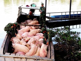 Giá heo hơi hôm nay 26/11: Giá chững, thương lái ép giá, dân thiệt