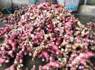 Cả làng trồng cây ra củ đỏ hay nấu giả cầy, cứ 1ha thu 300 triệu