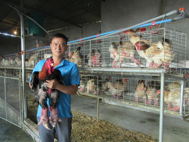 HHưng Yên: Một chủ trang trại bán được 10.000 giống gà lai Đông Tảo ông, bà
