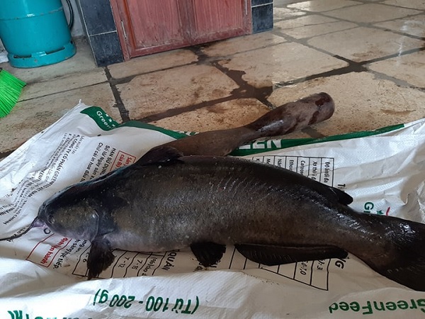 LẠ: Nuôi cá khủng trong lồng ở đập Hồ Ly, ngửi cá sống mà ít tanh?