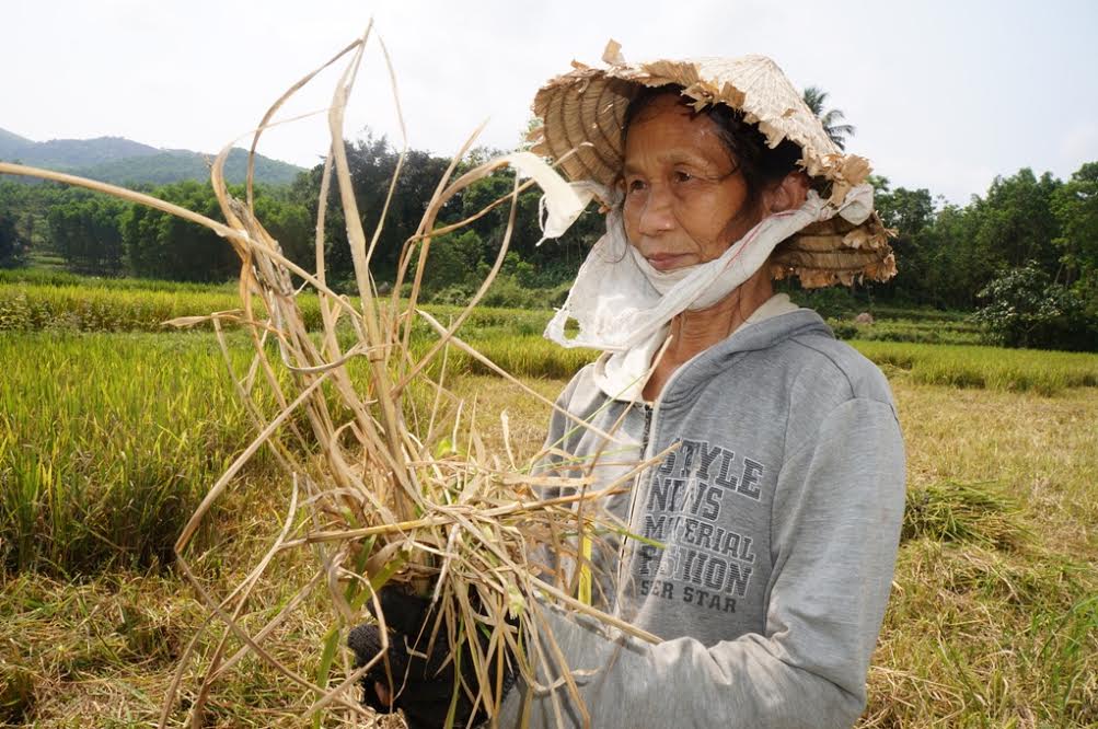 Giống lúa OM