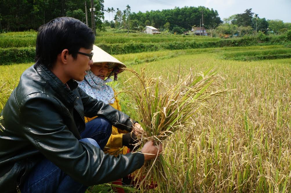 Giống lúa OM