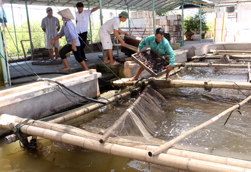 nong dan de dang thu tien ty nho ca bong bop hinh anh 1