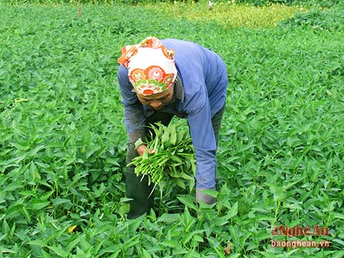 trong muong 'lam choi an that' o dien chau hinh anh 3