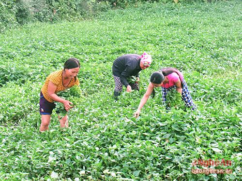 trong muong 'lam choi an that' o dien chau hinh anh 1