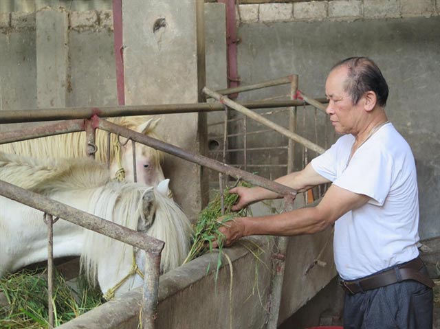 nhièu nhà có xe hoi, biẹt thụ tu nghe nuoi ngua bach hinh anh 2