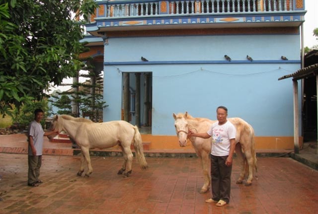 nhièu nhà có xe hoi, biẹt thụ tu nghe nuoi ngua bach hinh anh 1