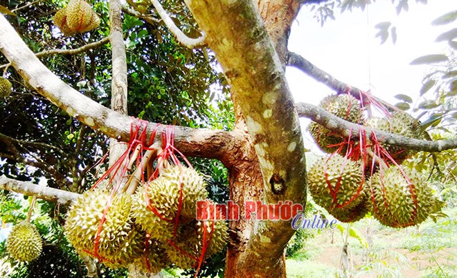 sầu riên