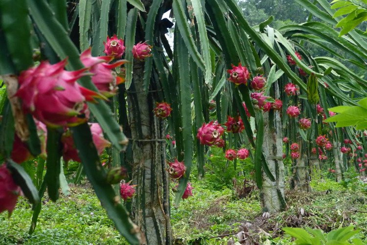 Biện pháp mới này giúp nông dân Bình Thuận chủ động cho thanh long ra trái theo ý mình.