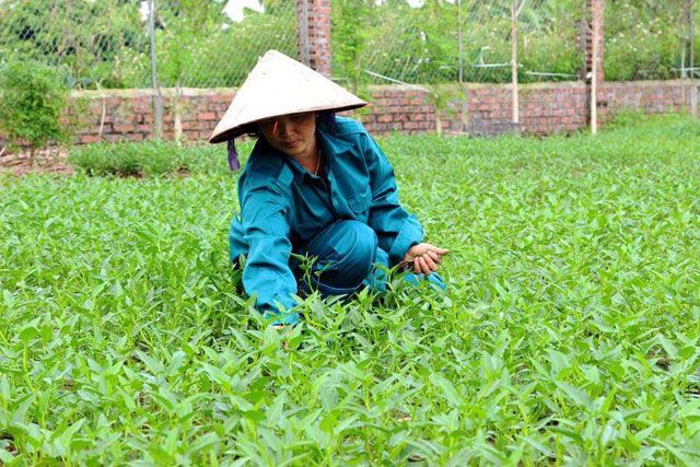 "Bí kíp" làm nông sản sạch không cần đầu tư nhiều tiền