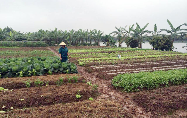 "Bí kíp" làm nông sản sạch không cần đầu tư nhiều tiền