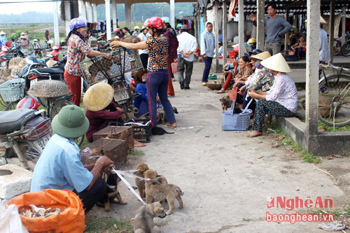 doc dao ghe tham cho cho con o nghe an hinh anh 7