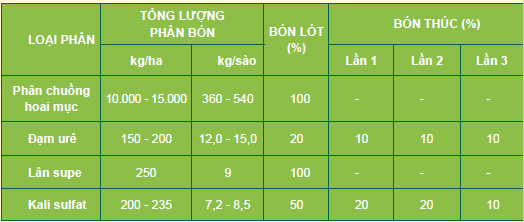 Quy trình sản xuất rau mồng tơi an toàn