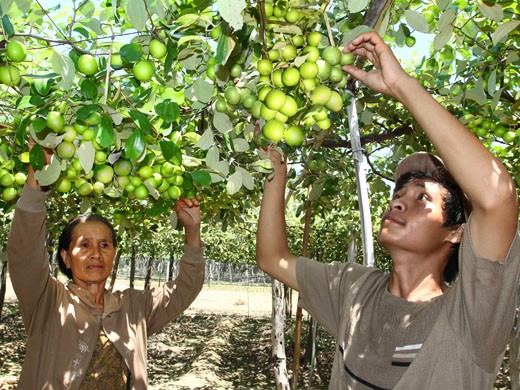 6[-]lợi[-]ích[-]đáng[-]ngạc[-]nhiên[-]của[-]quả[-]táo[-]ta