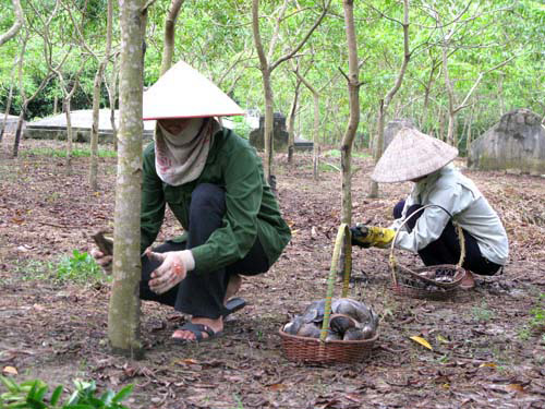 nhung loai cay co gia tri cao bien nong dan ngheo thanh ty phu hinh anh 7