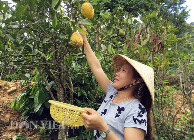 chanh giay trai to, dai nhin ngo... du du hinh anh 7