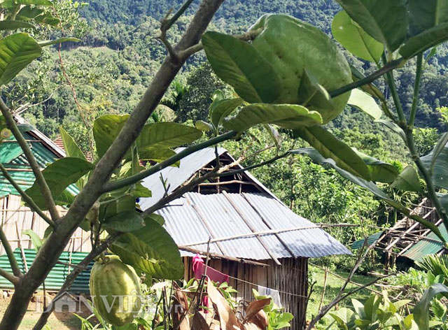 chanh giay trai to, dai nhin ngo... du du hinh anh 4