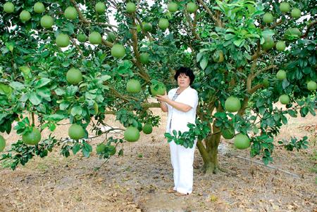  Kỹ thuật trồng cây bưởi da xanh đúng cách sẽ cho năng suất cao nhất