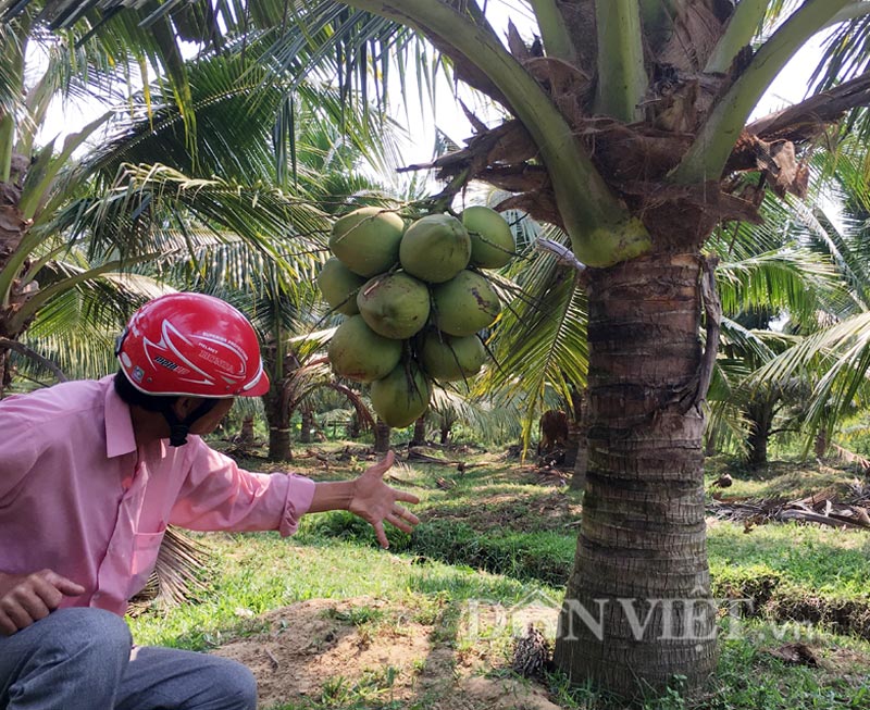 5 loai dua sieu doc, la nhat dat viet hinh anh 5