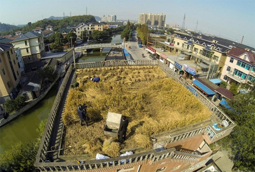 tan ngam nhung vua lua chin ro tren san thuong be tong hinh anh 2