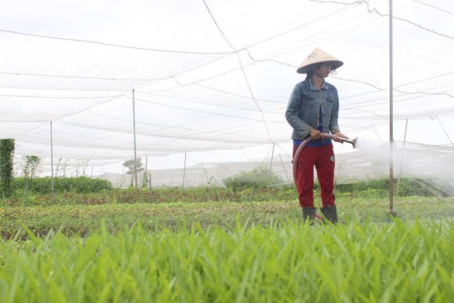 ra ngoai o sai gon mo trang trai thue dat trong rau hinh anh 1