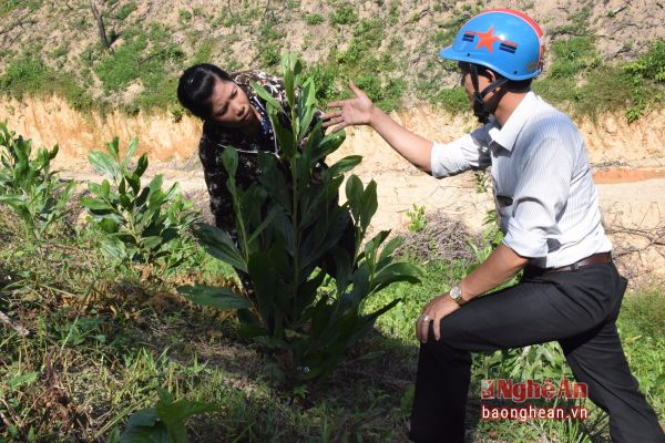 giai phap chong bien doi khi hau cho vung mien nui hinh anh 2