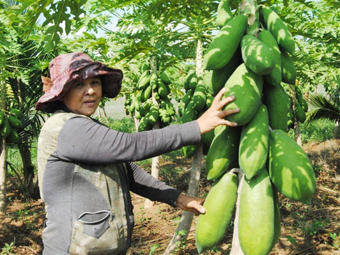 Kỹ thuật trồng đu đủ không khó 