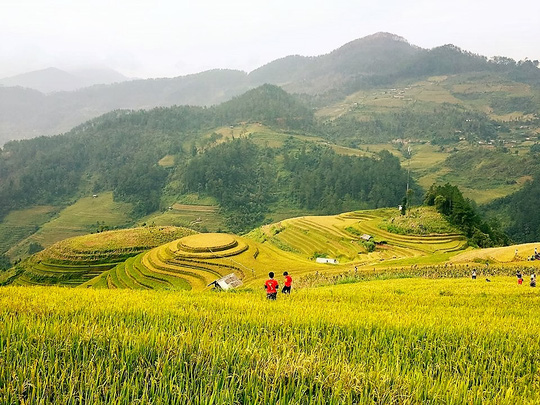 Băng qua mùa vàng Mù Căng Chải - 8