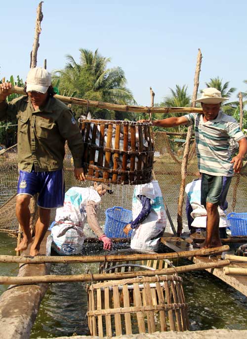 kieu thu mua ca, tom la doi cua thuong lai trung quoc hinh anh 1