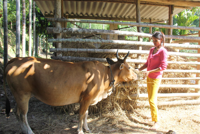 bi quyet lam nha rom du tru cho trau, bo vao mua dong hinh anh 3