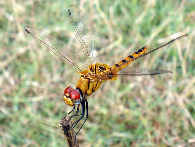 Chuồn chuồn Pantala flavescens.