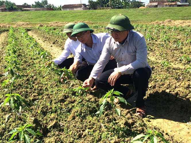 Thanh Hóa chạy đua với vụ đông