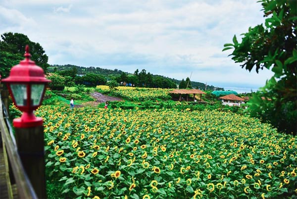 canh dong hoa huong duong dep nhu mo trong ngoi lang co tich hinh anh 7