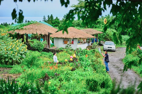 canh dong hoa huong duong dep nhu mo trong ngoi lang co tich hinh anh 6