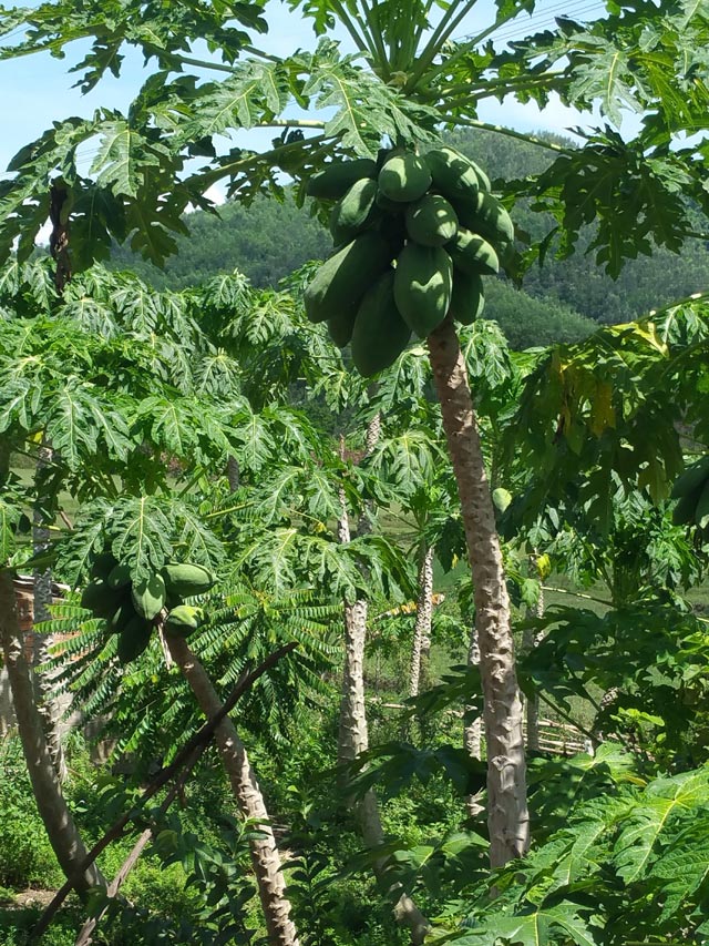 bi quyet trong du du sai triu, nang toi 7kg/qua hinh anh 6