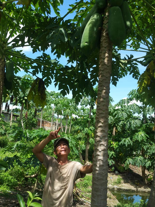 bi quyet trong du du sai triu, nang toi 7kg/qua hinh anh 3