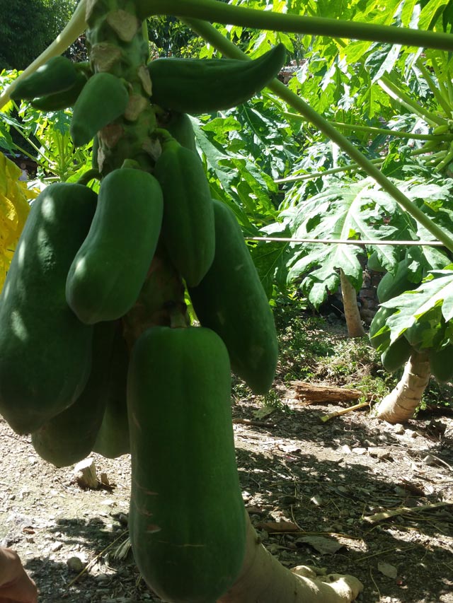 bi quyet trong du du sai triu, nang toi 7kg/qua hinh anh 2