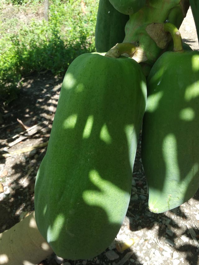 bi quyet trong du du sai triu, nang toi 7kg/qua hinh anh 1