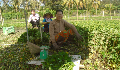 làm giàu nhò tròng rau diép cá hinh anh 1