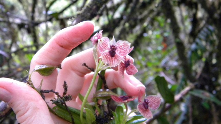 Loài lan mới phát hiện có số lượng vô cùng ít ỏi. 