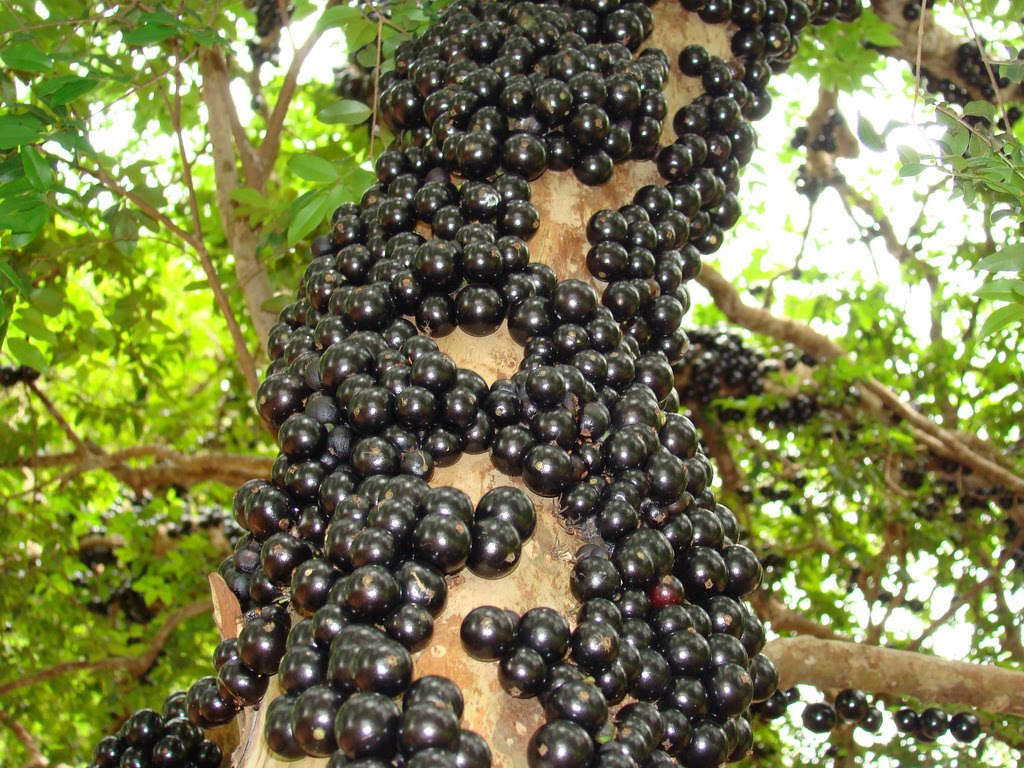 Plinia Cauliflora (nho thân gỗ)