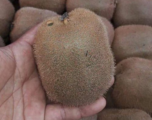 kiwi tau 25.000 lua ban 170.000 dong/kg: dan chanh ho nang hinh anh 1