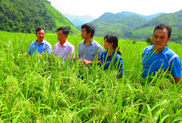 doi gian nan lay nhung mua vang hinh anh 1