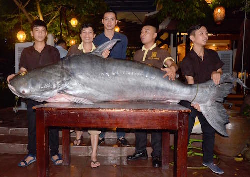 ca tra nang hon 2 ta “boi” ve da nang bang may bay hinh anh 1