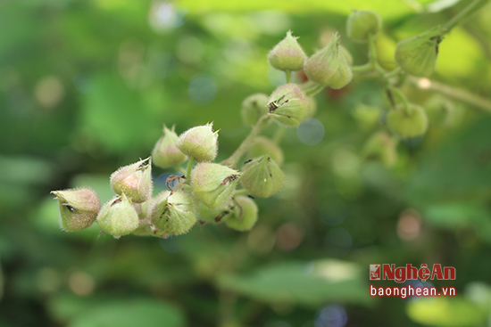 "Chúa tể" mâm xôi vào mùa chín đỏ ở miền Tây xứ Nghệ