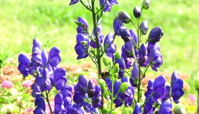 Cây hoa Ô đầu có nhiều loại, phổ biến như Aconitum napellus, Aconitum fortunei. 